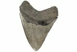Serrated, 4.82" Fossil Megalodon Tooth - Brown Coloration - #202560-1